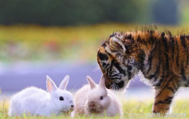 本想给老虎改善生活，将兔子丢了进去，第二天去查看时顿时傻了眼