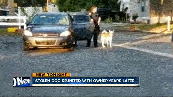 狗狗失踪2年重聚完整版,狗狗失踪两天还找得回来吗