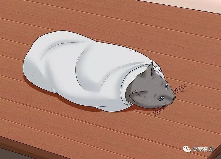 耳螨的日常护理,准备几样东西