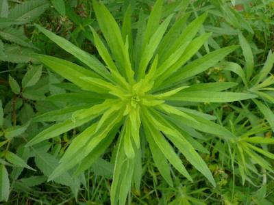 每日一本草——小飞蓬