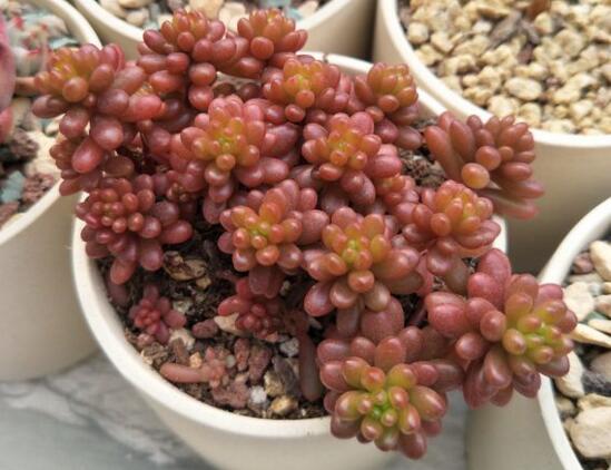 红色多肉怎样让它越来越红,红色浆果多肉一碰就掉叶子