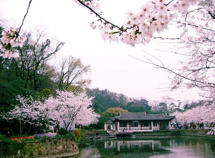 ps如何做花瓣飘落gif,ps怎样制作花瓣飘落的照片