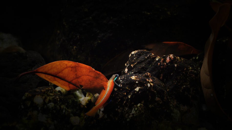 长城杯溪流造景大赛,长城杯造景大赛