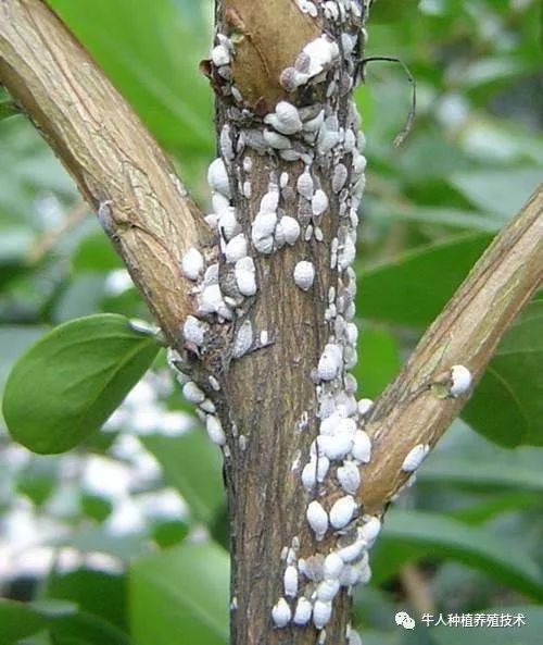 佛手栽培技术大全书籍,佛手栽培技术