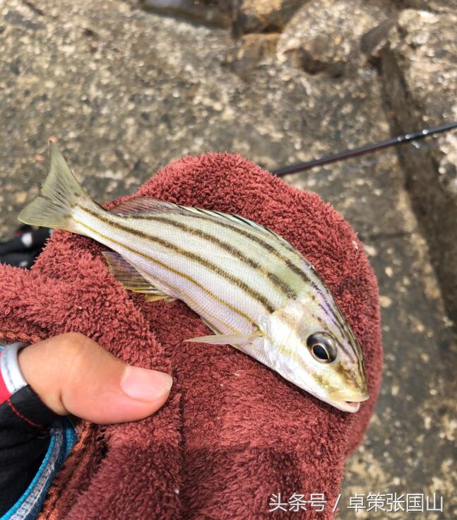 海钓一次大概花费多少钱,海钓一次多少钱视频