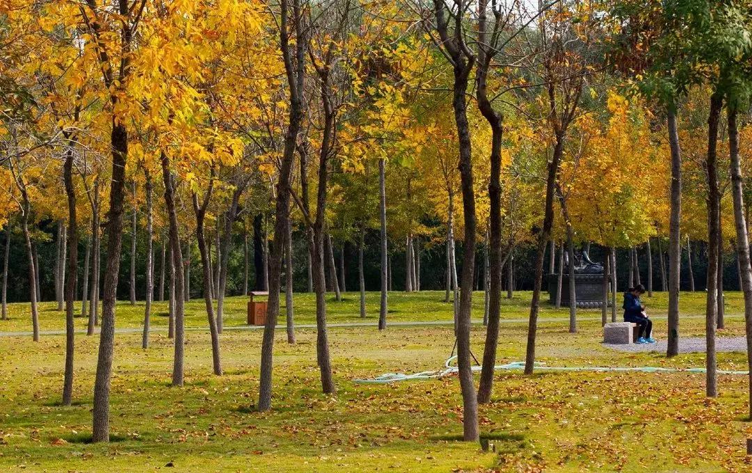 济南最美的银杏地图,济南看银杏最好的地方