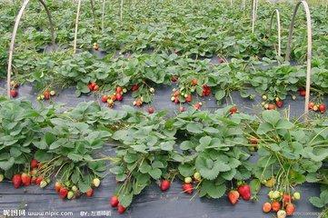 草莓是农药残留最多的水果吗,草莓残留农药有多严重