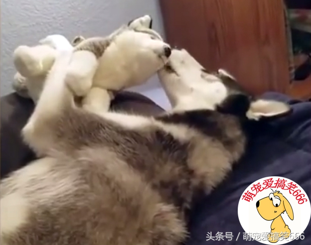 怎么辨别哈士奇的品种纯不纯,哈士奇怎么鉴别纯种