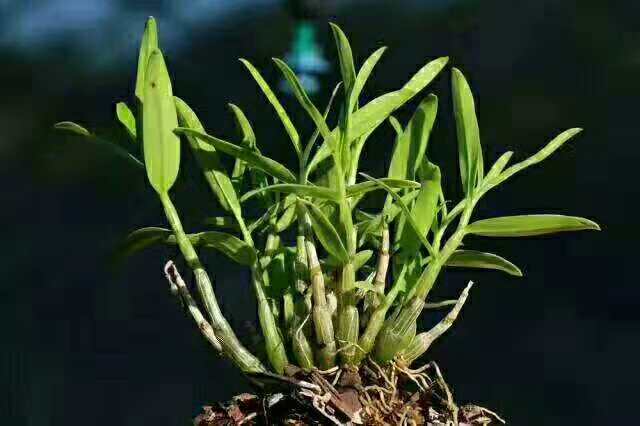 沙河石斛仙酒,中国石斛仙酒