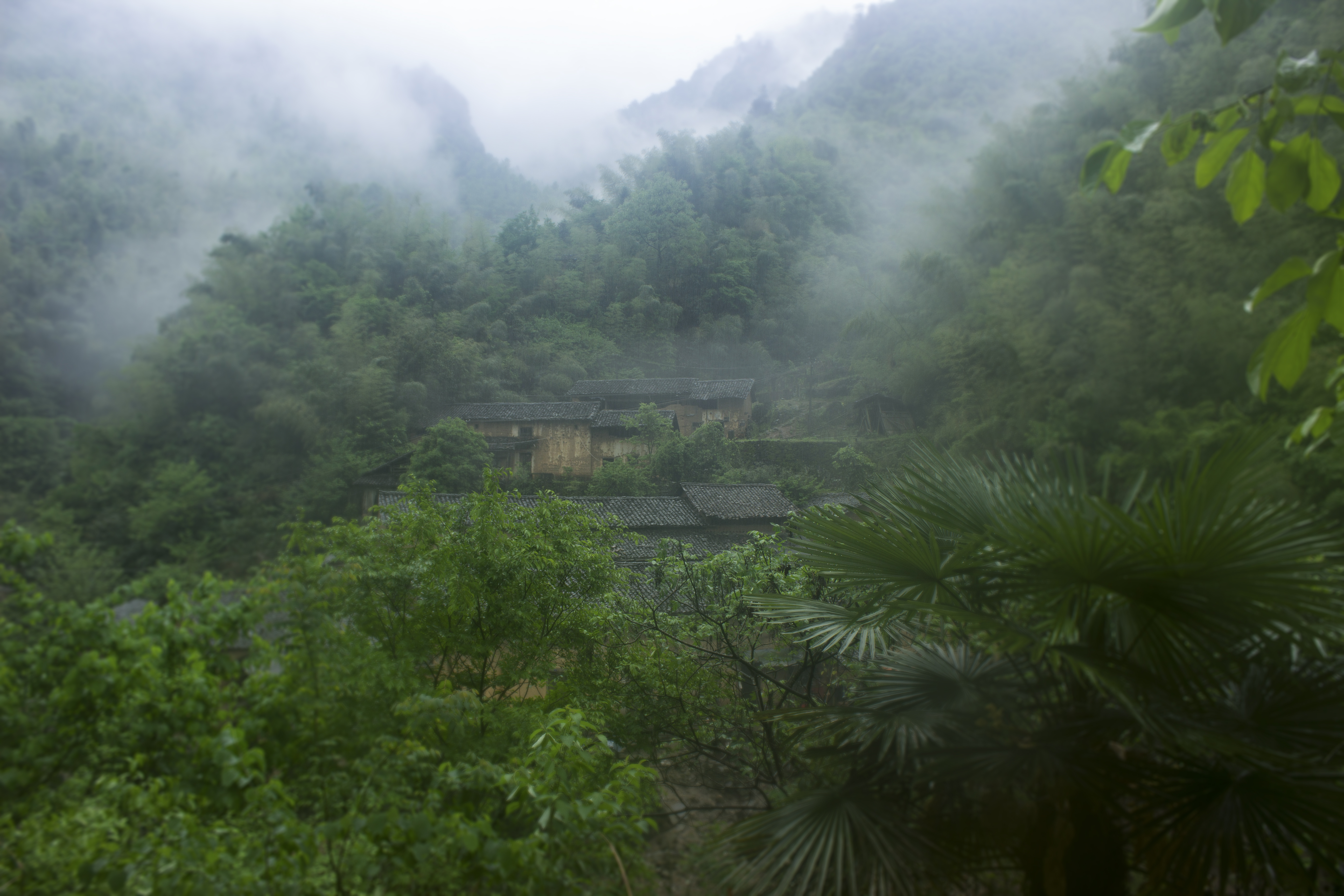 农村土鸡养殖现状及前景如何呢,农村土鸡养多久才好吃