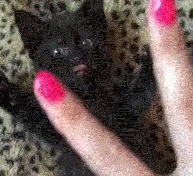 猫咪新玩法,喵咪生活小技巧有哪些