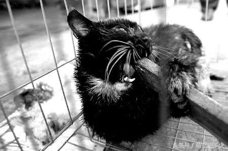 为什么有人说狂犬病可以治好,为什么说狂犬病发作后无药可救