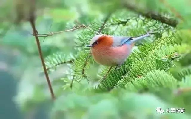 大美凉山木里,带你看大美凉山