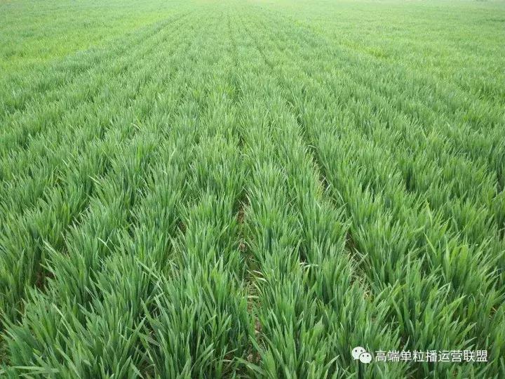 野麦子太猖獗，到底该怎么防治？什么药效果好？需要注意什么？