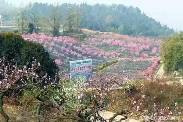 龙泉驿各镇实力排名,2019千强镇排名四川