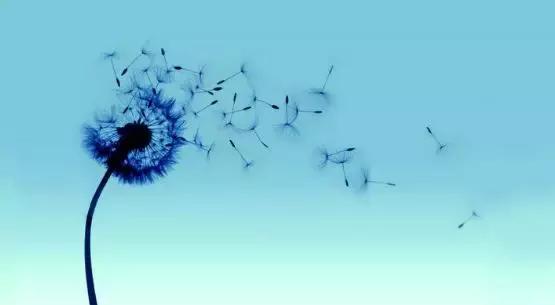 含有风字的古诗句100首,描写风的古诗20首简单易懂