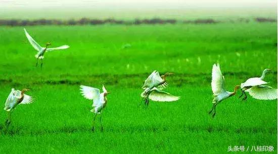 “走入百强县”系列——东兴：渔歌唱晚，大美边城