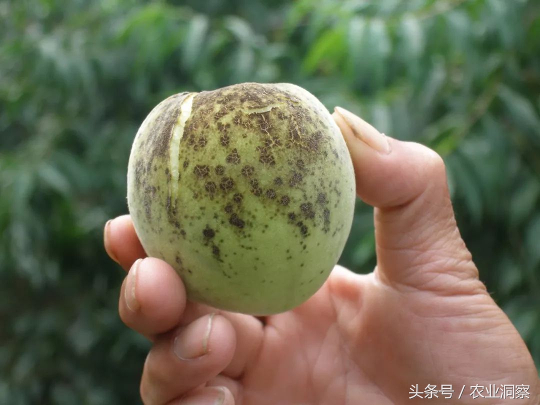 桃树增产，病害防治最重要！桃树黑星与细菌性穿孔病一篇就搞定！