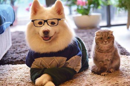 80元一斤猫粮,几十块钱十斤的猫粮对猫有危害吗