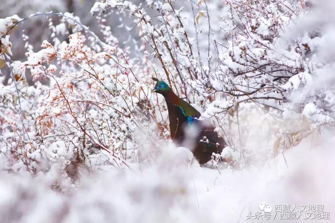 不可思议的林芝：高原荒凉刻板印象的颠覆者