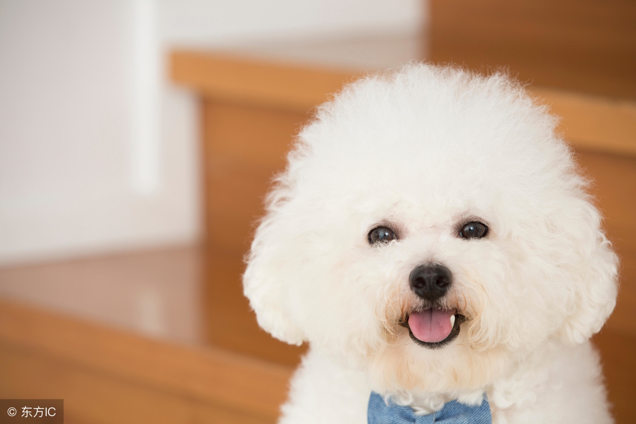 在家怎么剪比熊造型,大卷毛的比熊适合什么造型