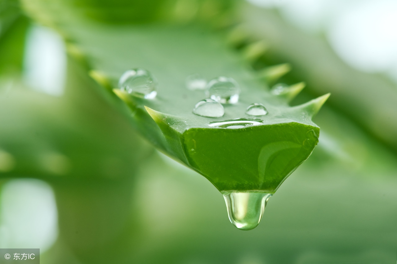 芦荟胶的多重功效，用好了能省一大笔钱