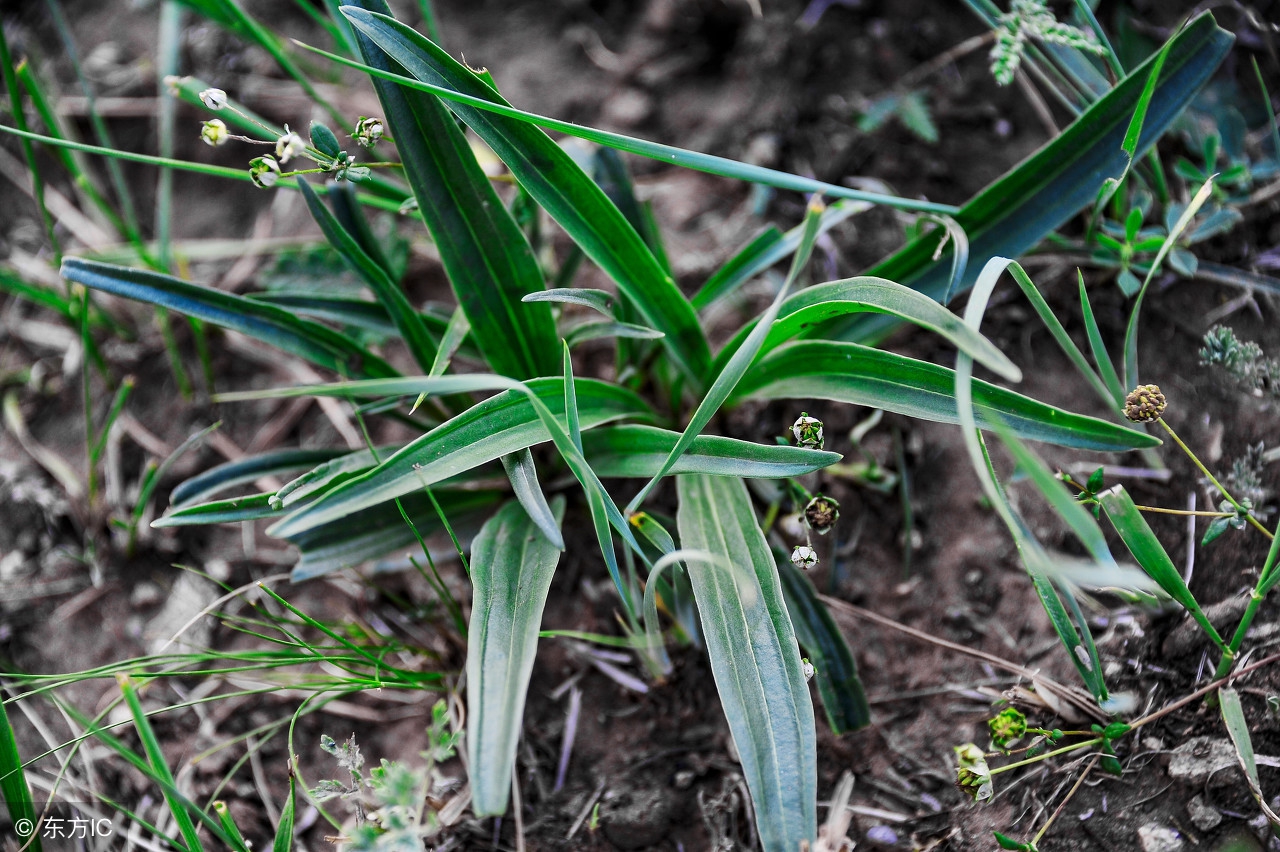 宁夏特色十大特产,宁夏十大特产简介