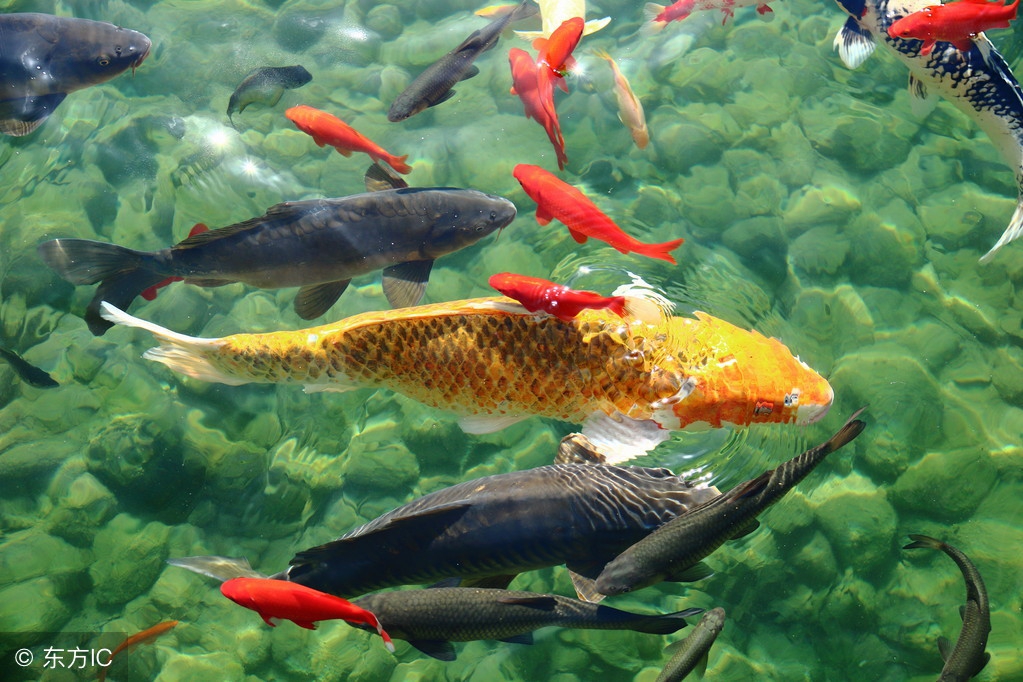 推荐天津特产有哪些,天津特色特产有哪些