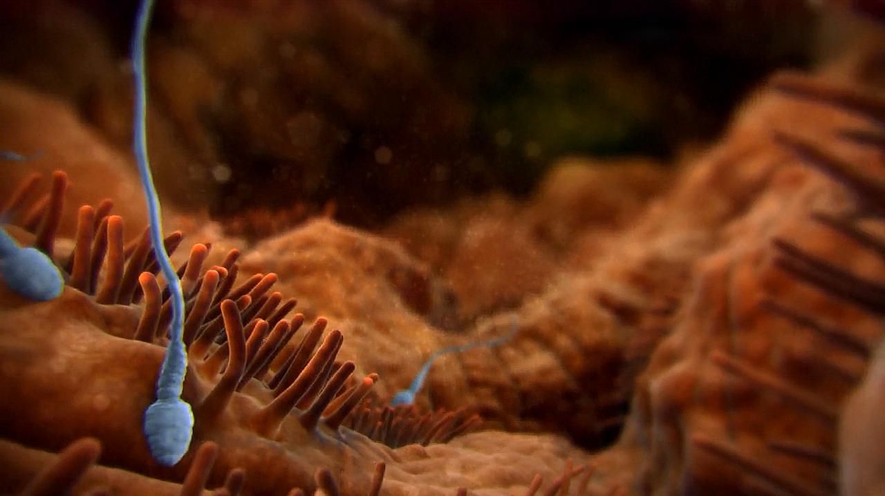 研究表明卵子具有选择性,科学家发现卵子对精子偏爱