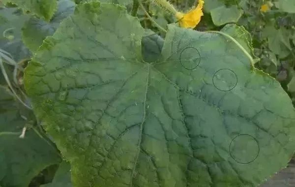 白化病的种类及图片,白化病常识图片大全