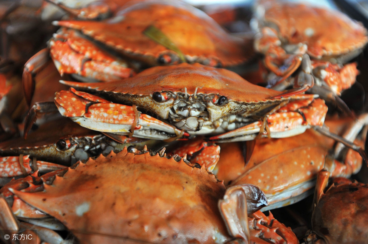 海鲜冷知识模板,软壳蟹要吃什么