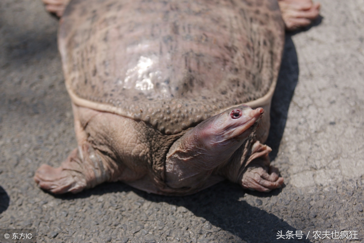 被甲鱼咬了直接斩头有用吗,被甲鱼咬了会有毒吗