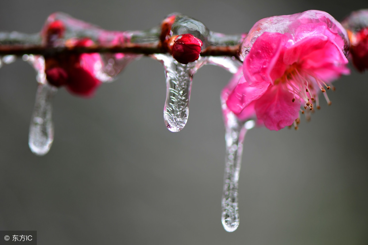 日本间谍越狱,日本间谍红桃k后续