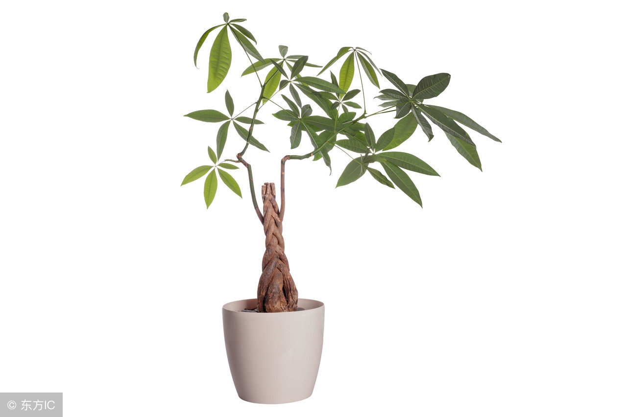 50种常见的球根花卉图片香雪兰,办公室常见花卉