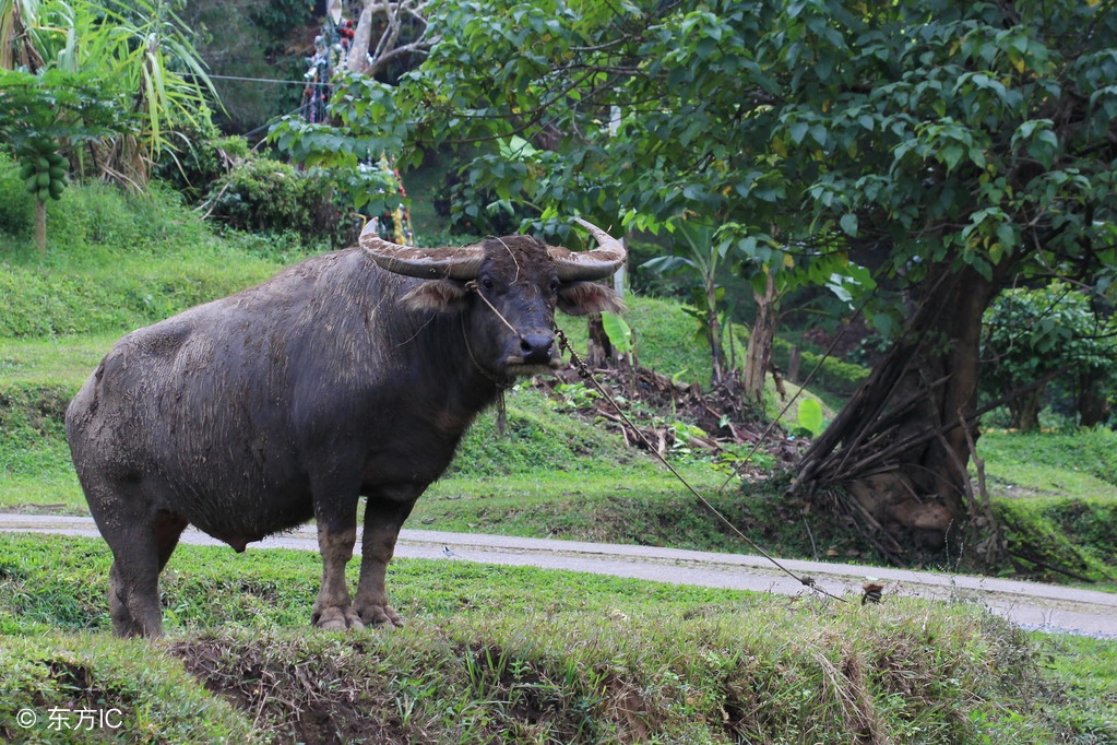 水牛也有牛奶吗,水牛也产奶吗