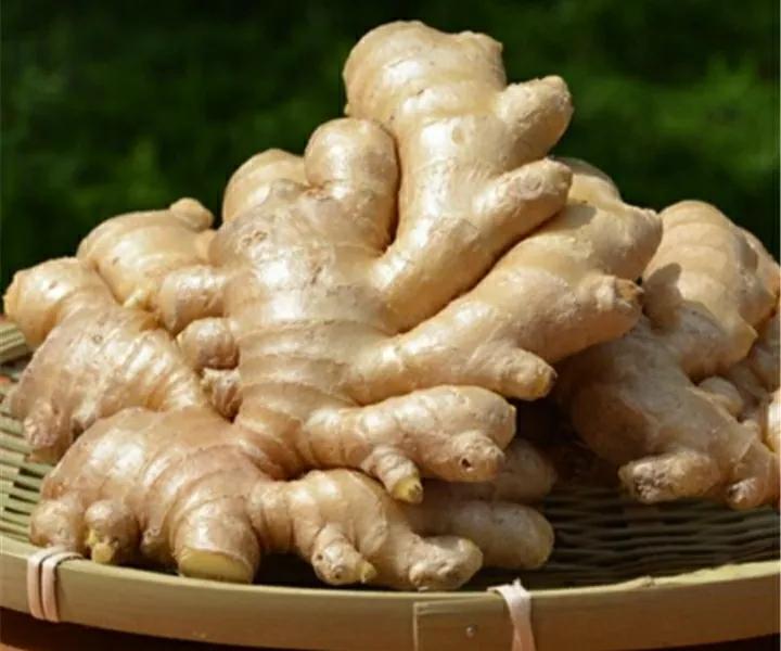 盆栽长出小姜芽需要大水吗,姜芽种在花盆里