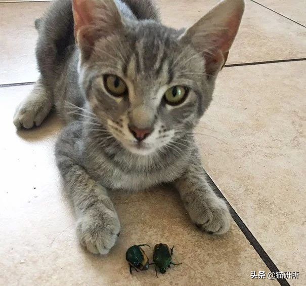 猫咪吃蟑螂该怎么教导,猫咪不小心吃了蟑螂怎么办