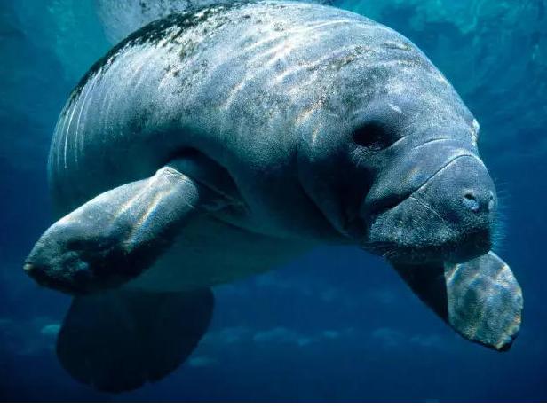 动物世界的生活方式,速度慢的动物世界