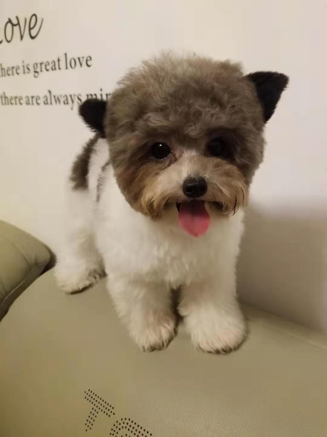 什么样才是真正的茶杯泰迪,如何挑选茶杯体灰泰迪幼犬