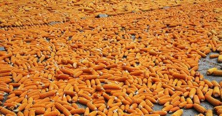 为什么今年的玉米价格这么低,玉米价格今年能涨到1元斤吗