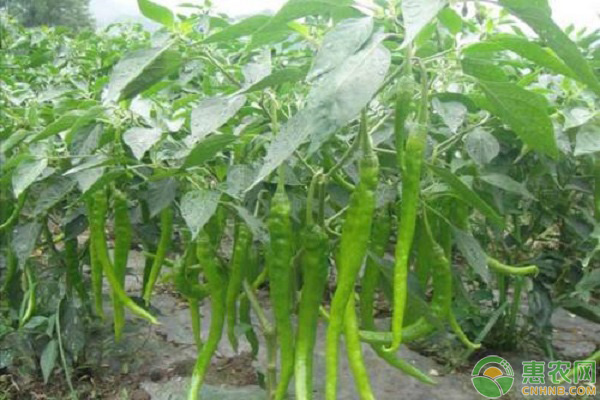 辣椒最新价格是多少钱一斤,辣椒的行情价格现在多少钱一斤