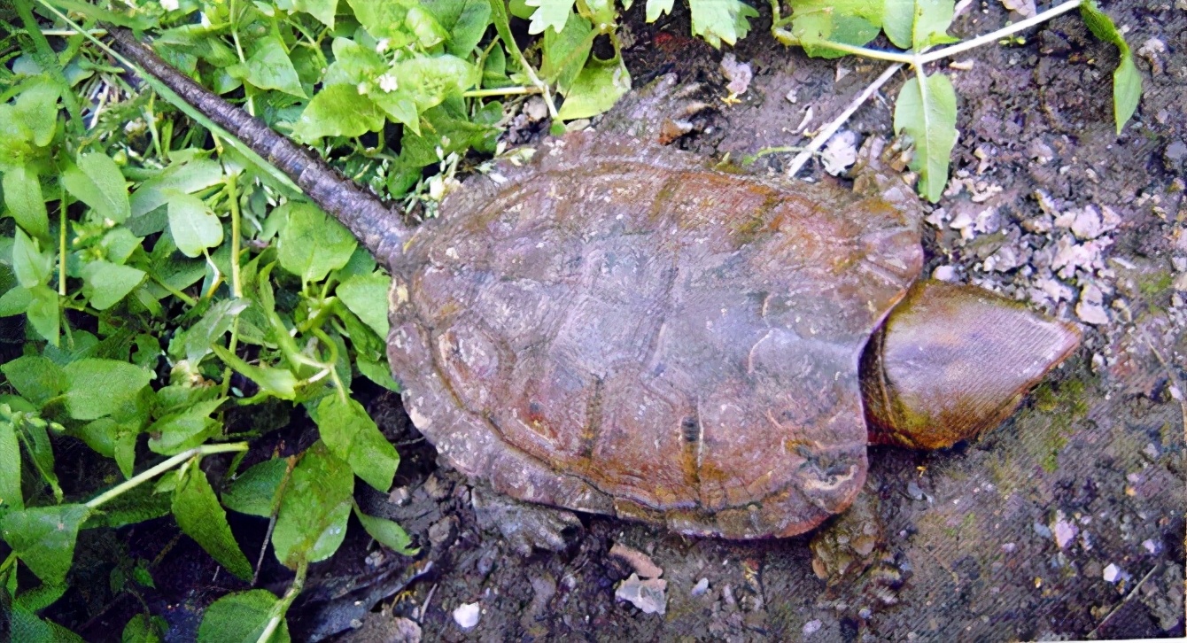 各种龟类图片大全大图,龟类展示会