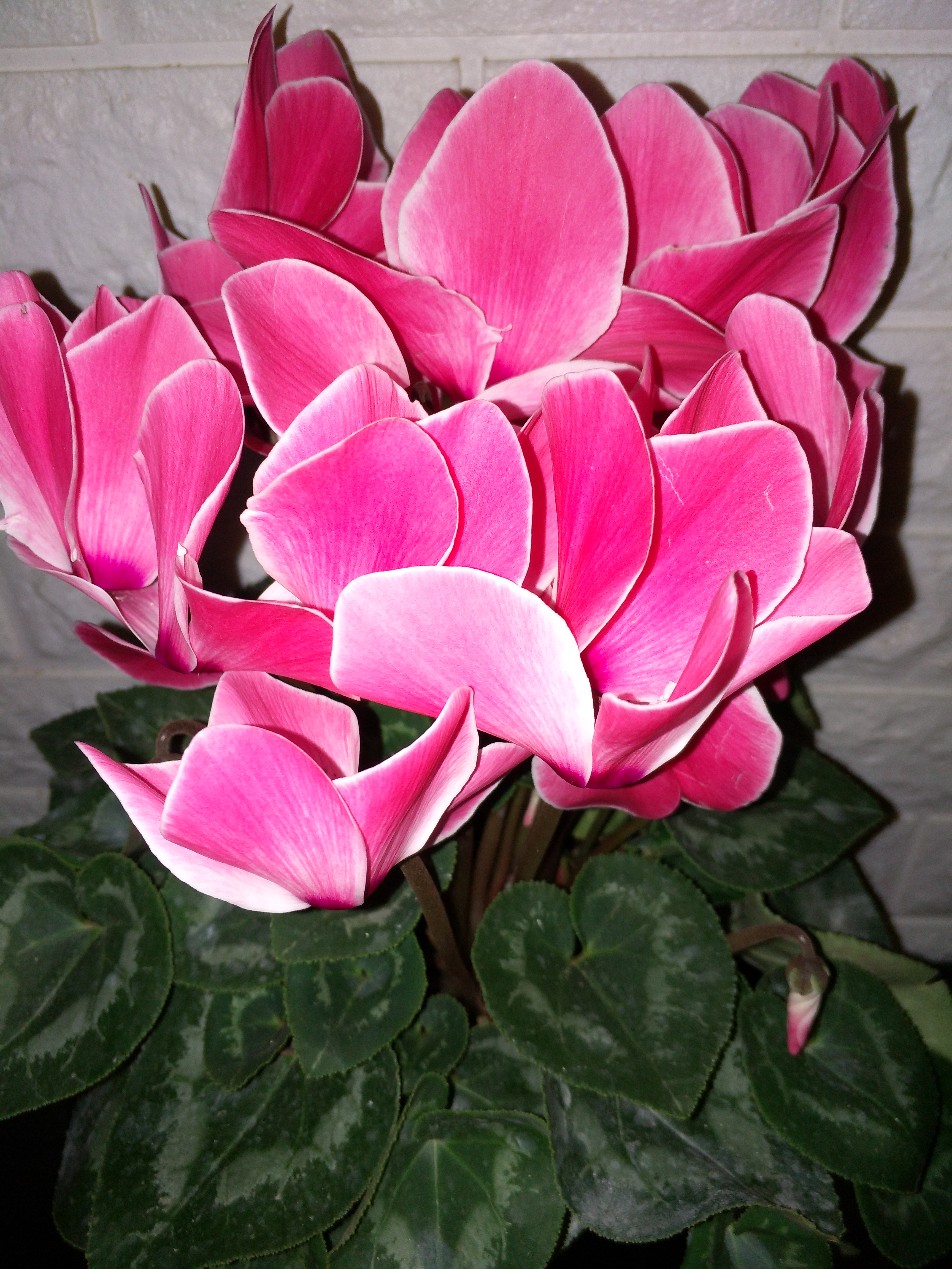 三种花浇水浇不死,盆栽花卉缺水叶片萎蔫要立即浇水