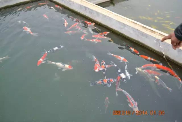 湖南最好的锦鲤养殖基地,湘潭锦鲤养殖