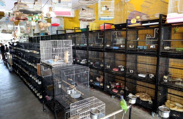 为什么那么多人提倡领养代替购买，看完你就了解了