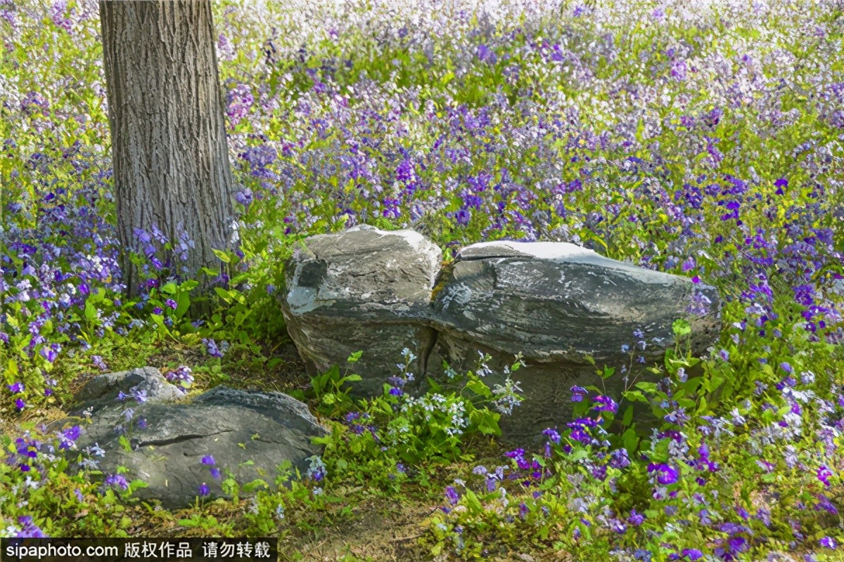 紫色花海哪里最好玩,紫色的花海景点