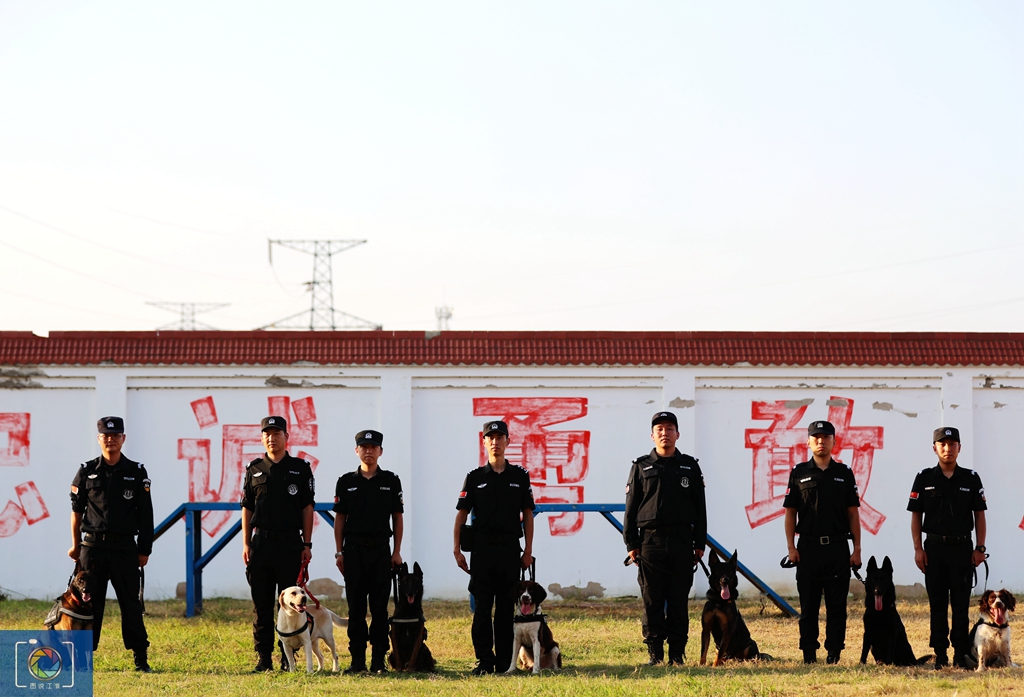 警犬训犬师的工作和生活,如何成为一名合格的警犬训导员