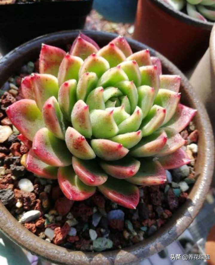 公共楼顶养多肉怎么防盗,多肉放楼顶会不会夏天晒死