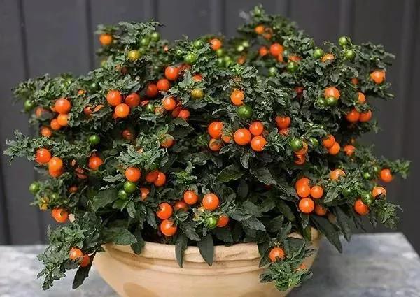 冬珊瑚用什么土栽培,冬珊瑚怎么保养