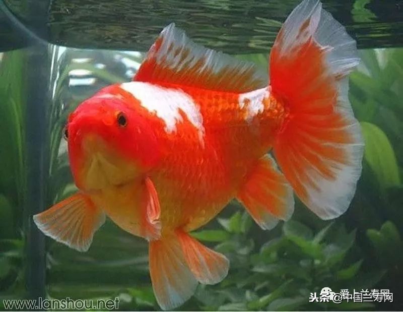 十大最稀有的金鱼品种,比较大的金鱼品种有哪些